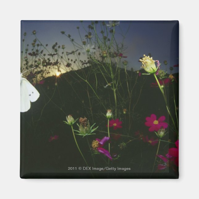 Vit fjäril under flygning vid solnedgång magnet (Framsidan)