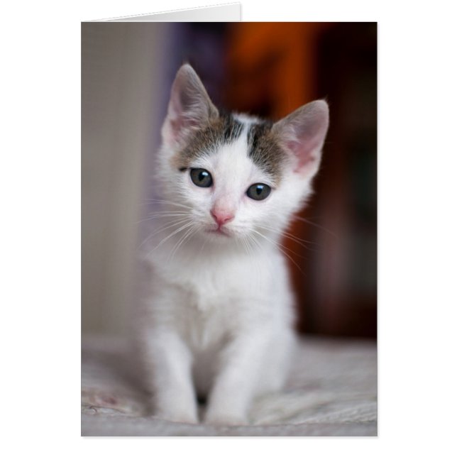 Vit fläckig Kattunge Hälsningskort (Framsidan)