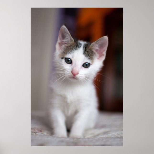 Vit fläckig Kattunge Poster (Framsidan)
