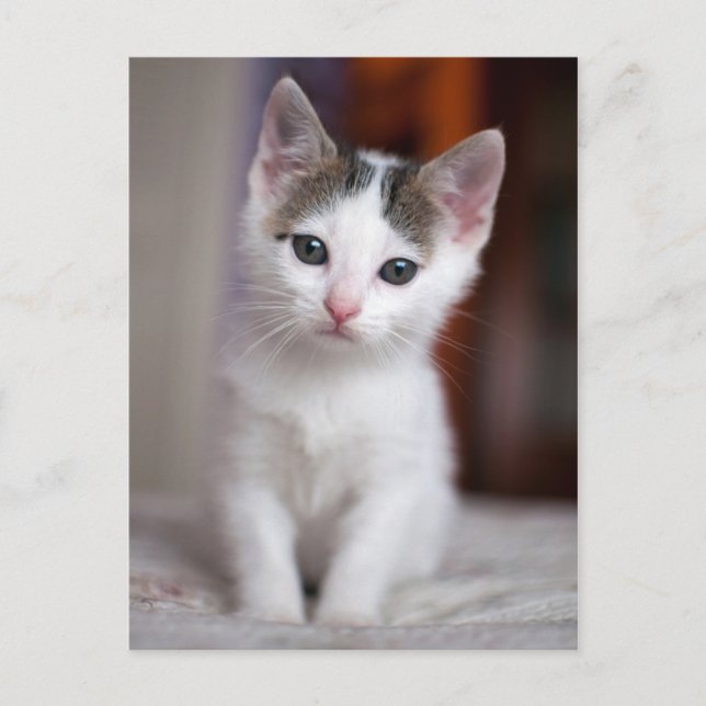 Vit fläckig Kattunge Vykort (Framsida)