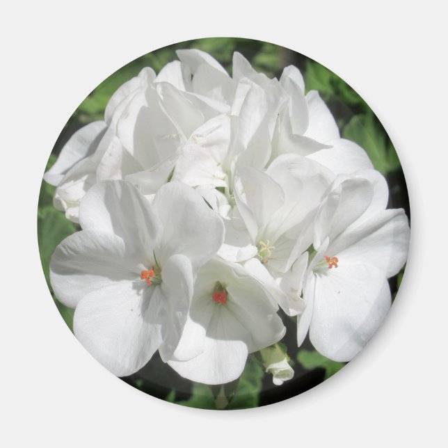 Vit Floral-fotografi Magnet (Framsidan)