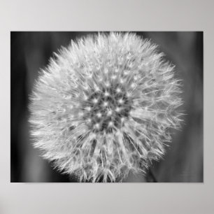 Vit Fluffy White Dandelion Black White-utskrift Poster