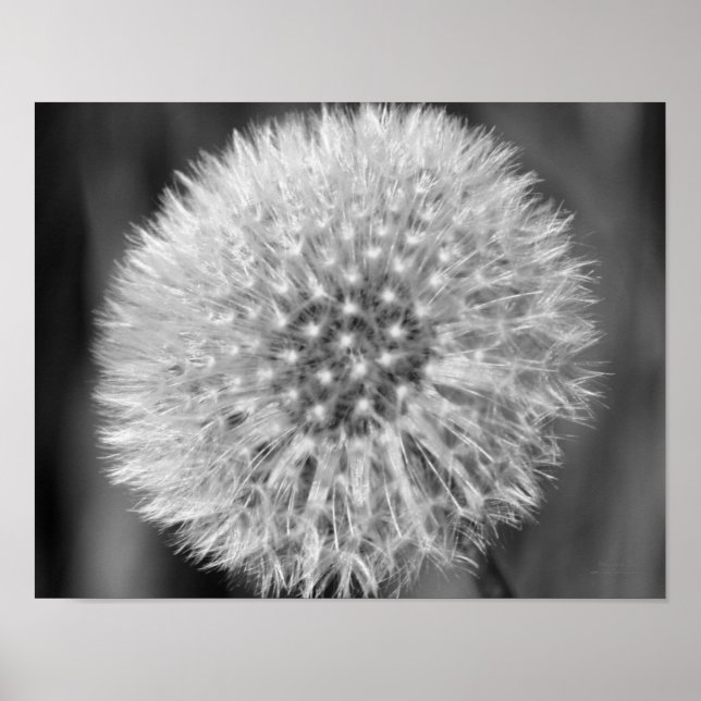 Vit Fluffy White Dandelion Black White-utskrift Poster (Framsidan)