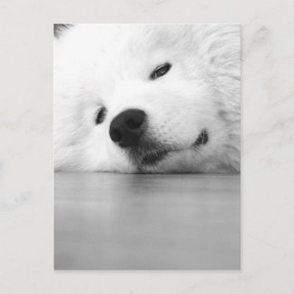 Vit för Samoyedfotohund Vykort
