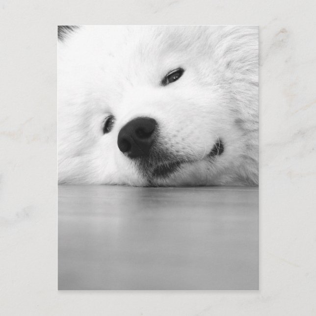 Vit för Samoyedfotohund Vykort (Framsida)