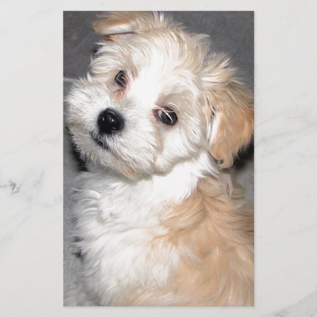 Vit för solbränna för Havanese räddingvalp Brevpapper (Framsida)