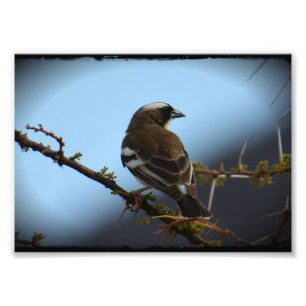 Vit fotoutskrift av broderad Sparrow Weaver-fotofi Fototryck