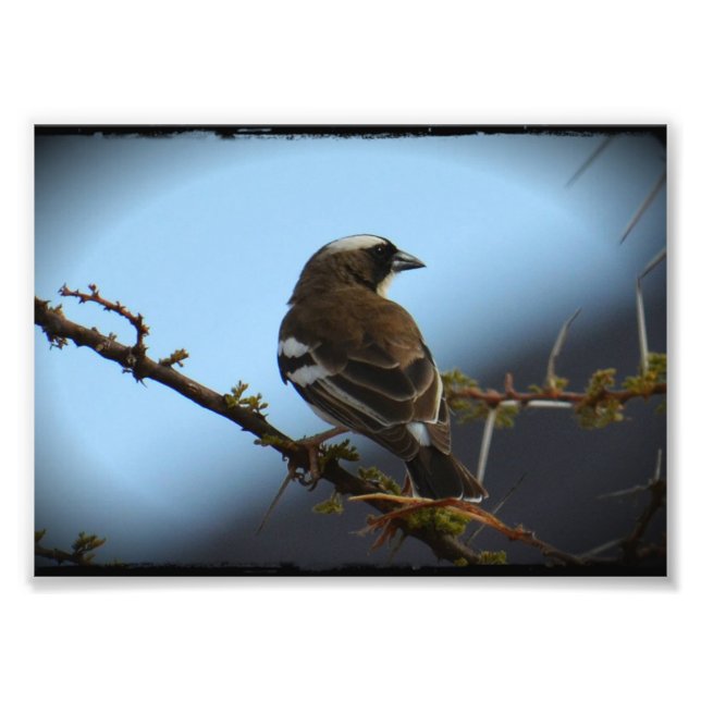 Vit fotoutskrift av broderad Sparrow Weaver-fotofi Fototryck (Framsidan)