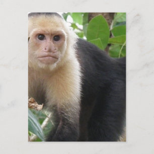 Vit framsida Kapuccin Monkey vykort