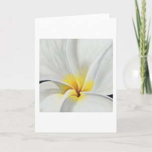 Vit Frangipani konstkort Kort