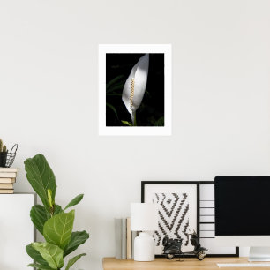 Vit Fredslilja Växt Blomma Poster