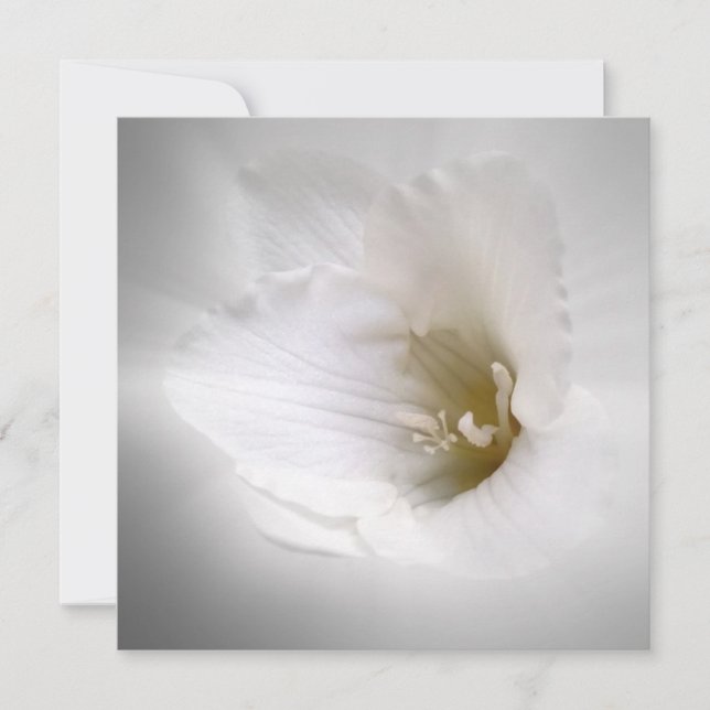 vit fresia (Framsida)