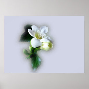 vit frisisk blomma poster