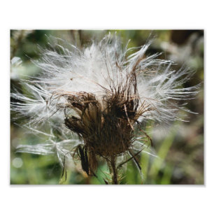 Vit, fuktig Vita, fuktade frön 10x8 Natur Fototryck