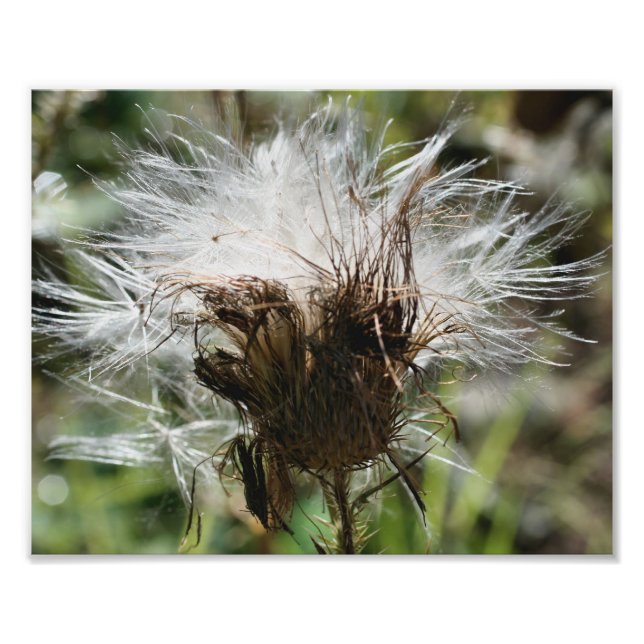 Vit, fuktig Vita, fuktade frön 10x8 Natur Fototryck (Framsidan)