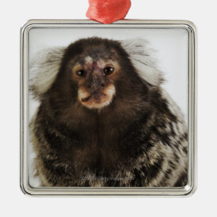 Vit gå i ax tätt upp marmoseten på gren, studio julgransprydnad metall