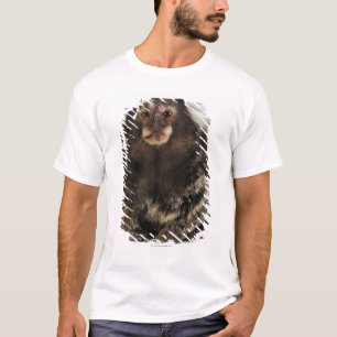 Vit gå i ax tätt upp marmoseten på gren, studio tee