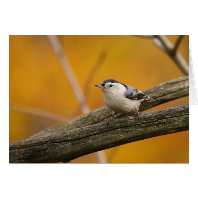 Vit-gådd mot Nuthatch Hälsningskort (Framsidan Horizontal)