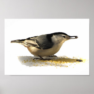 Vit-gådd mot Nuthatch Poster