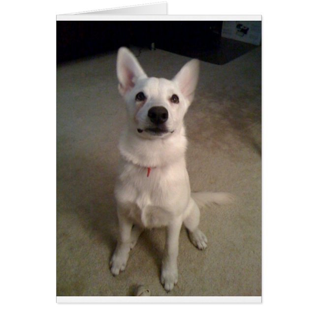 vit gaffel, valp hälsningskort (Framsidan)