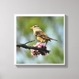 Vit gallrad sparv canvastryck