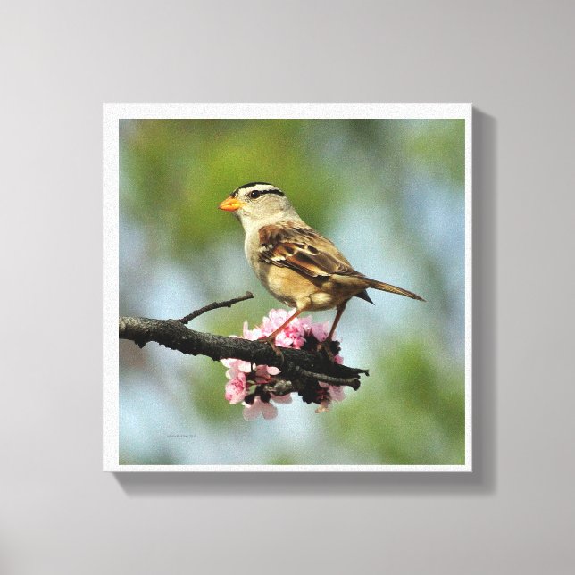 Vit gallrad sparv canvastryck (Framsida)