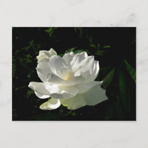 Vit Gardenia Blommar vykort