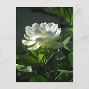 Vit Gardenia Blommar vykort 2