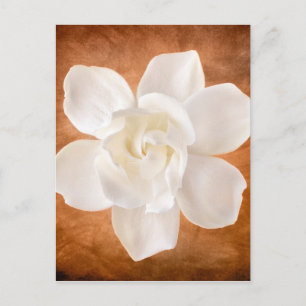 Vit Gardenia Flower Blommar Blommigt Vykort