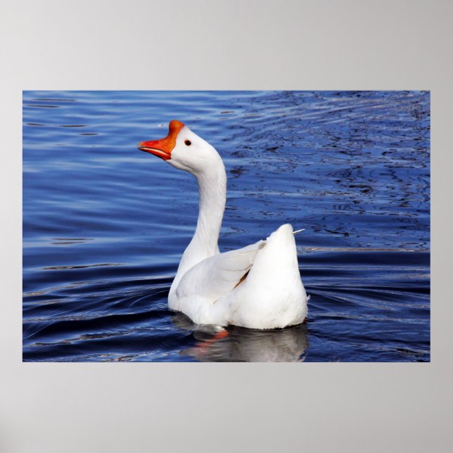 vit gås som simmar på blått vatten foto poster (Framsidan)