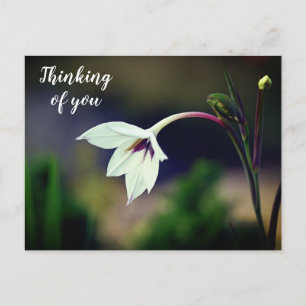 Vit Gladiolus Garden Flower Thinking You Vykort