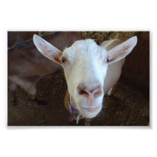 Vit Goat Fototryck
