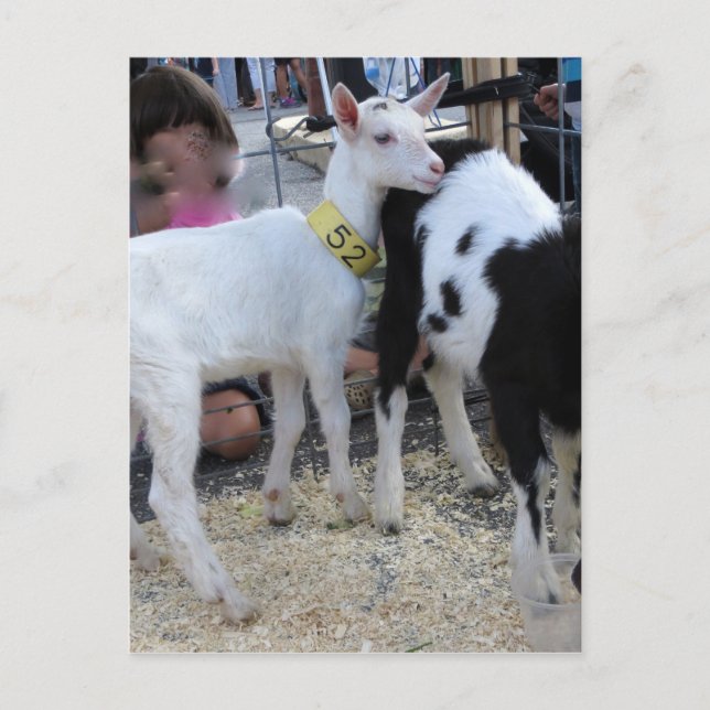 Vit Goat Vykort (Framsida)