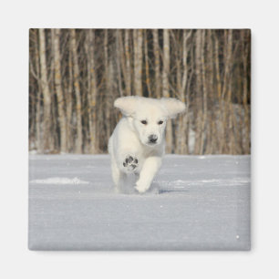 Vit Golden Retriever-valp i snö Magnet