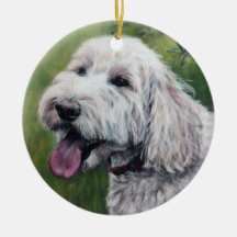 Vit Goldendoodle-valp