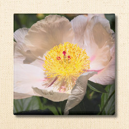 Vit Grace Peony Magnet