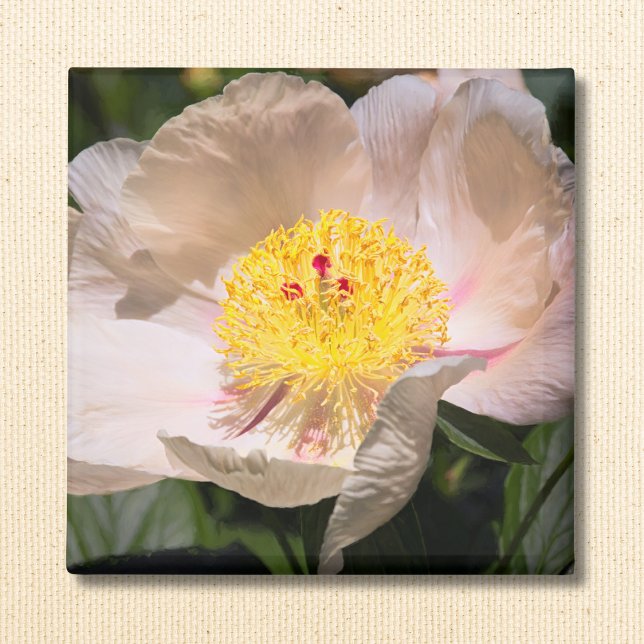 Vit Grace Peony Magnet (Skapare uppladdad)