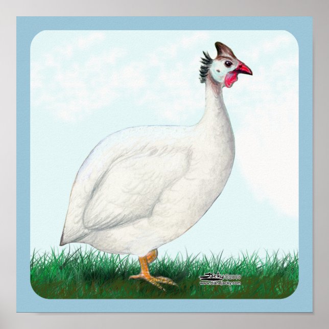 Vit Guinea Poster (Framsidan)