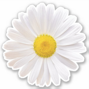 Vit gul Shasta tusenskönsblomma Kysssnittsdekal Klistermärken