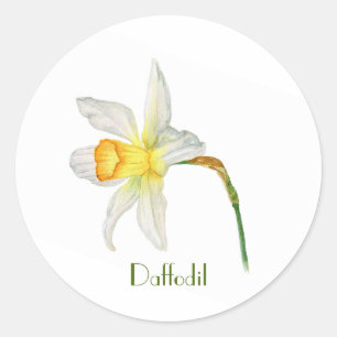 Vit gult daffodil botaniskt vattenfärgstreck runt klistermärke