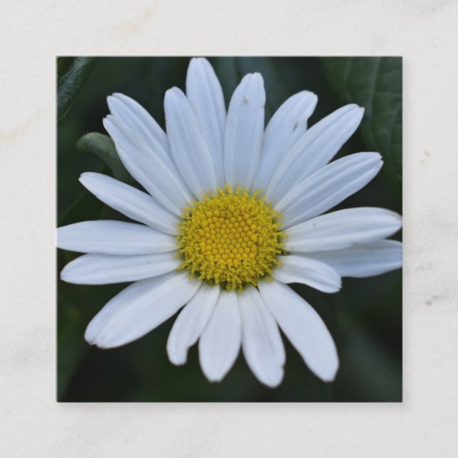 Vit Gult Daisy Blommor Daisy Natur Foto Fyrkantigt Visitkort (Framsida)