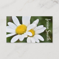 Vit Gult Daisy Blommor Daisy Natur Foto