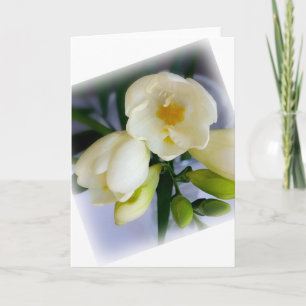 vit gult freesia kort