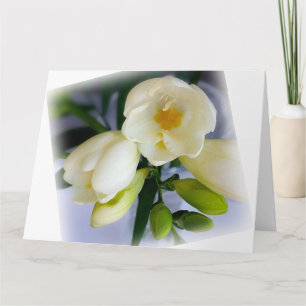 vit gult freesia kort