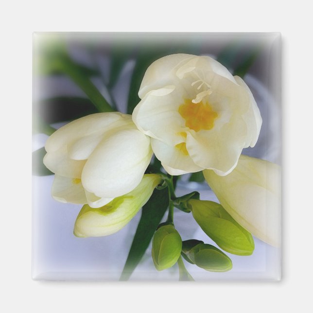 vit gult freesia magnet (Framsidan)