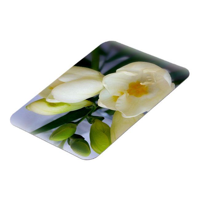 vit gult freesia magnet (Vänstra Sidan)