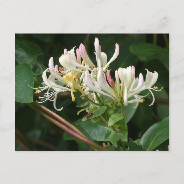 Vit Gult Honeysuckle DIY-vykort Vykort (Framsida)
