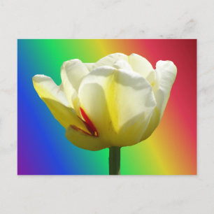Vit Gult Tulip Close Up Rainbow DIY Postcard Vykort