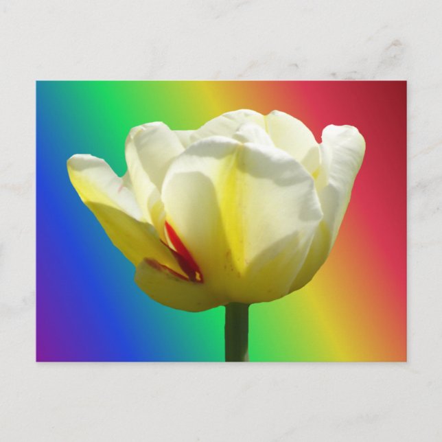 Vit Gult Tulip Close Up Rainbow DIY Postcard Vykort (Framsida)