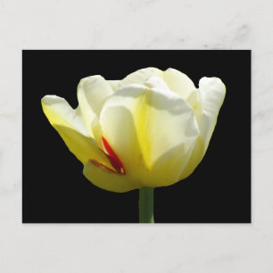 Vit Gult Tulip stäng kassen. BG DIY-vykort Vykort